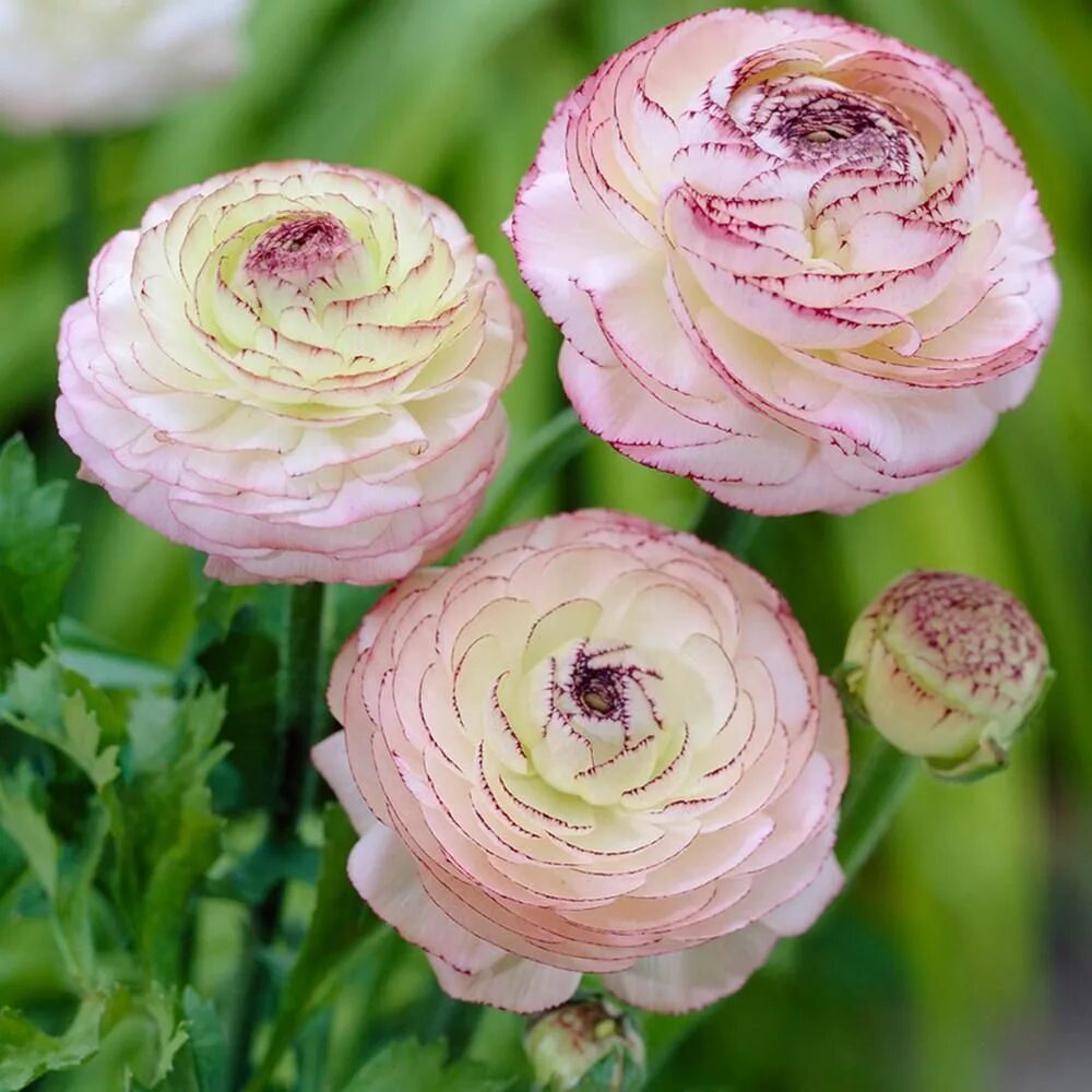 Ранункулюс фото цветов VAN ZYVERDEN Butter Cups Ranunculus Double Picotee Bulbs (Pack of 25) 11291 - Th