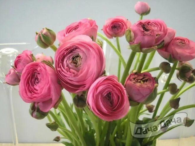 Ранункулюс фото цветов и описание Ранункулюс (Ranunculus) - описание сорта, фото, саженцы, посадка, особенности ух