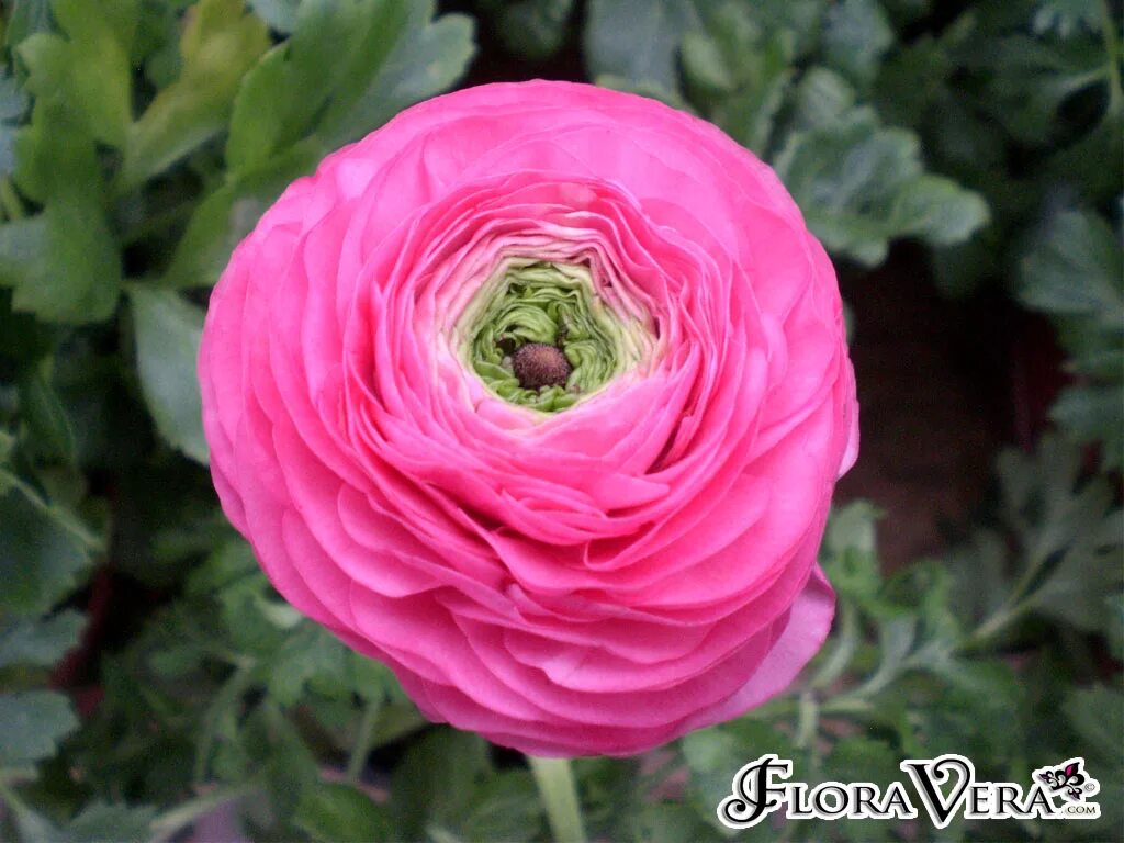 Ранункулюс розовый фото Ranunculus asiaticus " Floravera