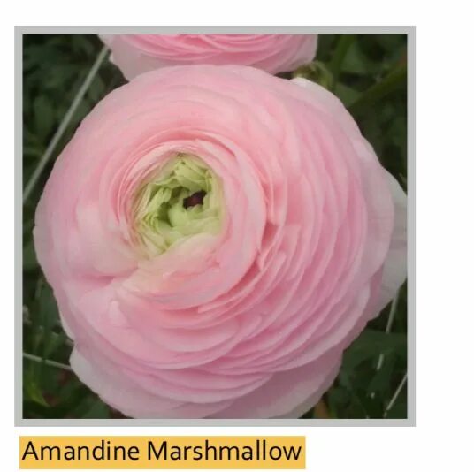 Ранункулюс розовый фото Amandine Marshmallow Slow flower, Flowers, Spring wedding flowers