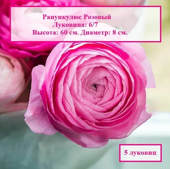 Ранункулюс розовый фото Характеристики Ранункулюс Пурпл (5 луковиц), подробное описание товара. Интернет