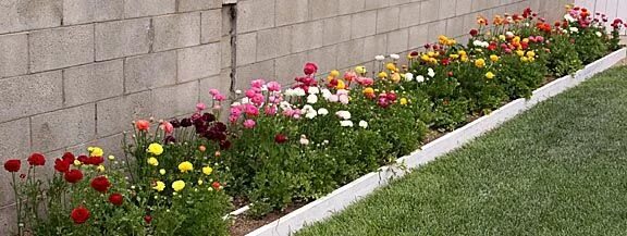 Ранункулюс цветы фото на клумбе Wayne Schmidt's Ranunculus Page Ranunculus garden, Flower garden, Plants