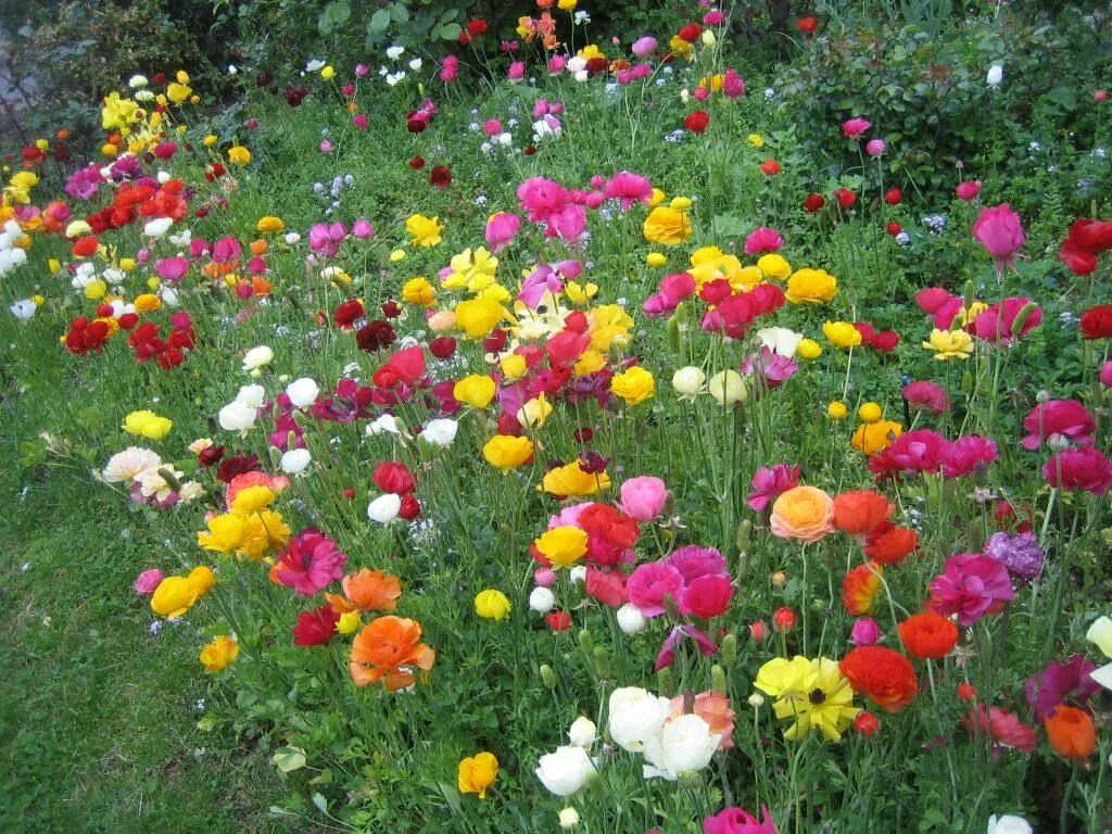 Ранункулюс цветы фото на клумбе цветущие I want this in my backyard right away!! Ranunculus flowers, Flower garden, Child