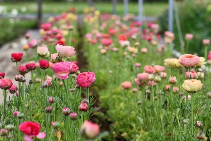 Ранункулюс в открытом грунте фото How we plant ranunculus and anemone - Flourish Flower Farm Flower farm, Flower f