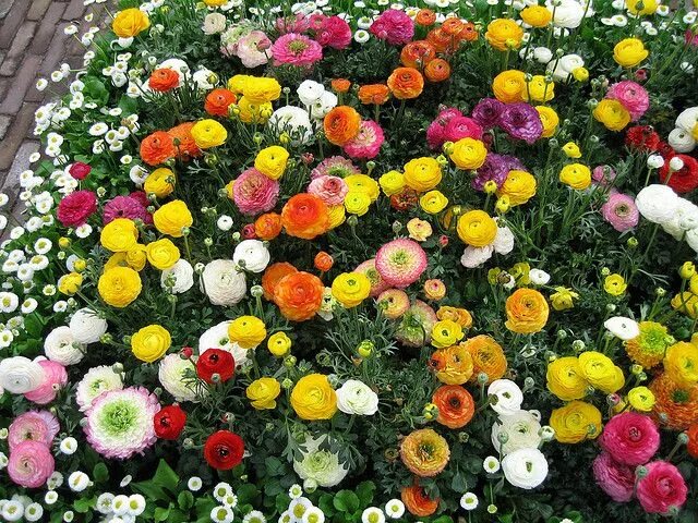 Ранункулюсы фото в саду Ranunculus Ranunculus flowers, Shrubs for landscaping, Easy garden