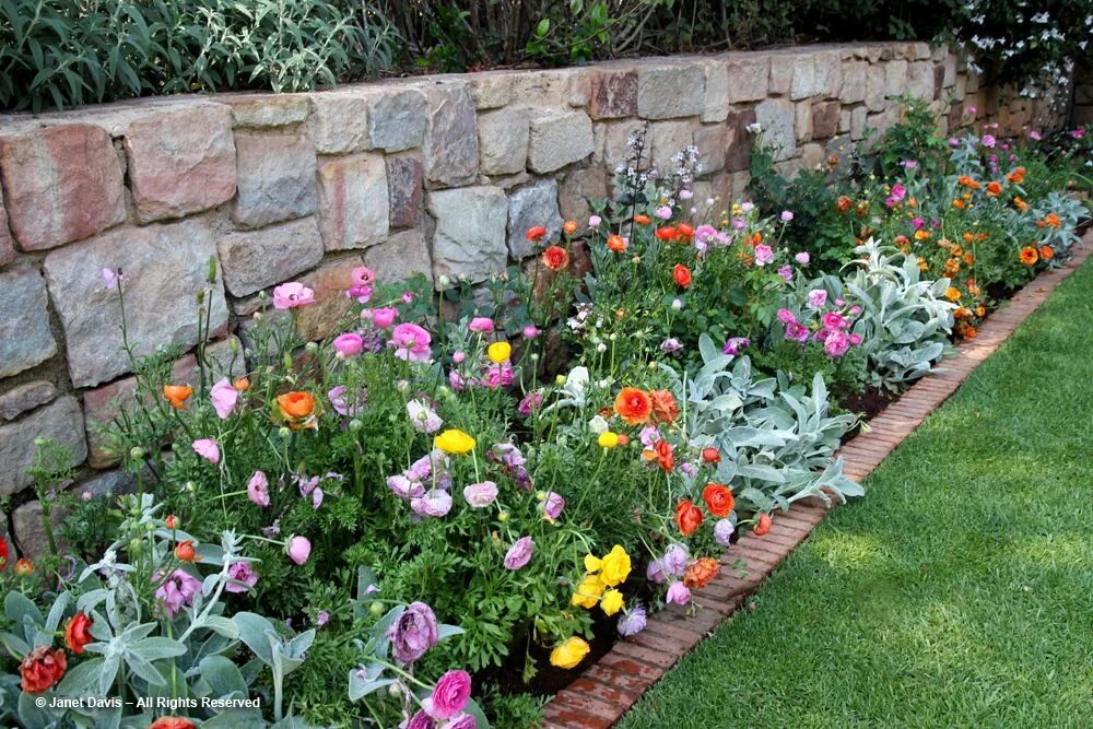 Ранункулюсы на клумбе фото Ranunculus border in 2024 Ranunculus garden, Garden design, Ranunculus