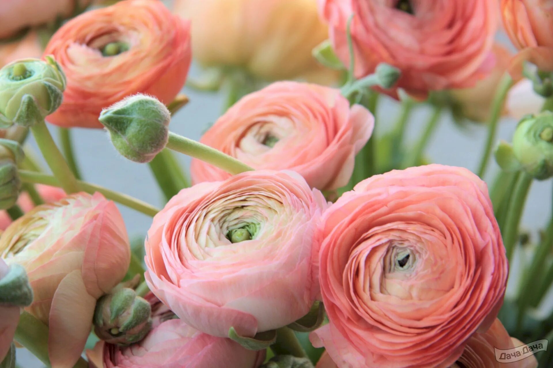 Ранункулюсы посадка и уход фото Ранункулюс (Ranunculus) - описание сорта, фото, саженцы, посадка, особенности ух