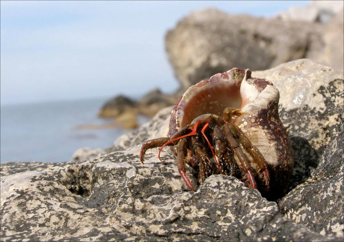 Рапаны черного моря фото Устрицы, Утро, Утриш, Удовольствие! Блог авиационного фотографа Дзен