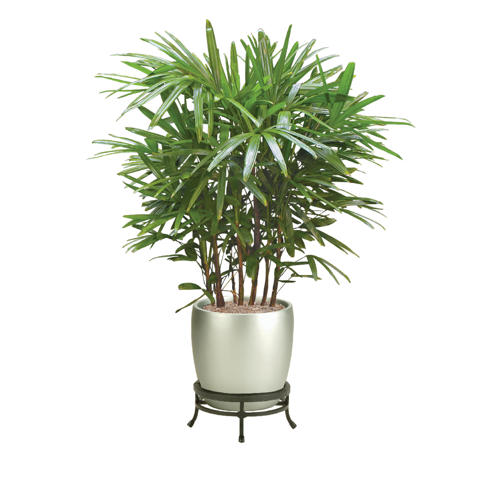 Рапис растение комнатное фото Rhapis Palm Care - Rhapis Palm Indoor Plant Plantscape LIVE