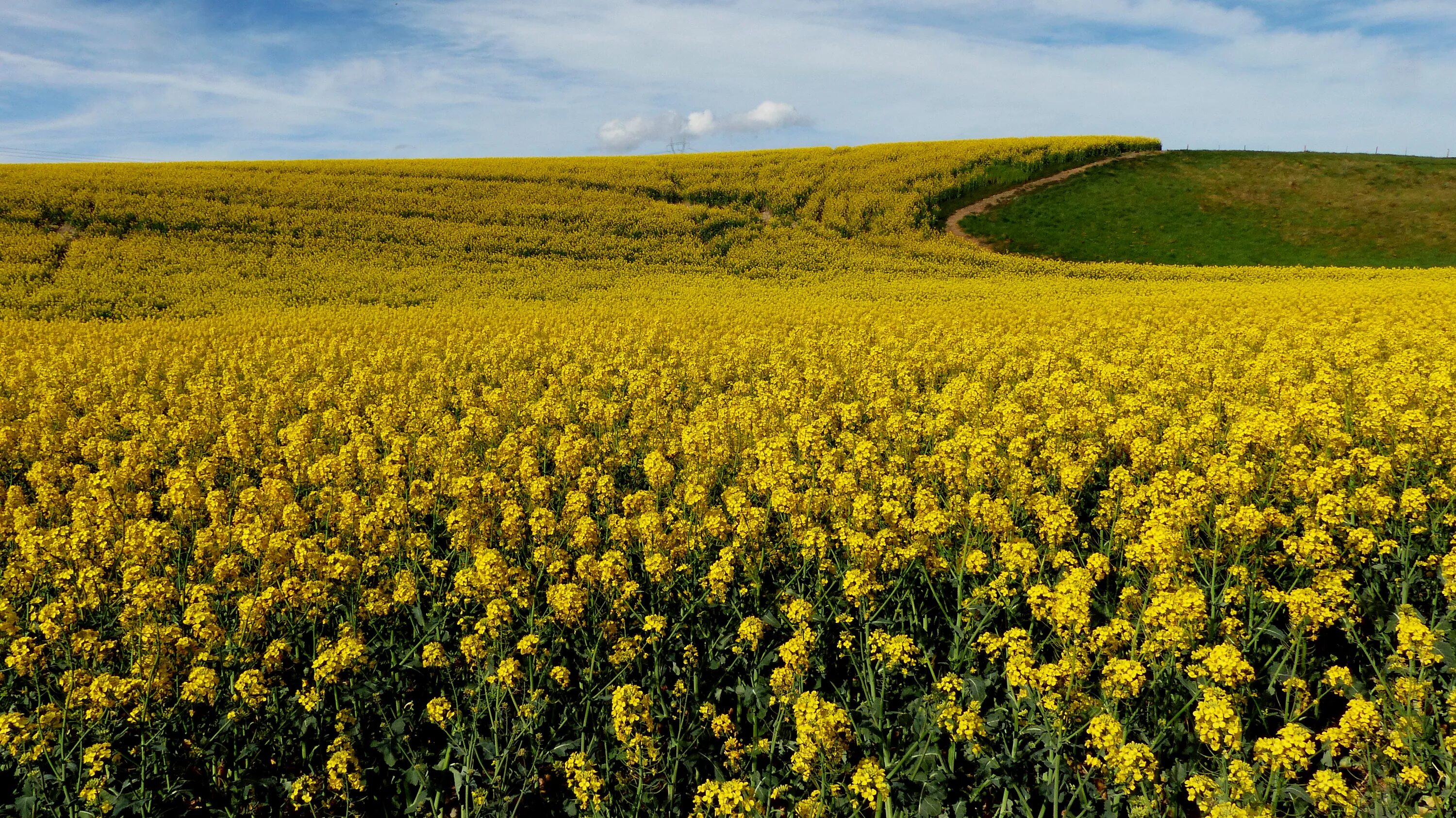 Рапс это какая культура фото Free Images : field, meadow, prairie, flower, food, produce, vegetable, crop, pa