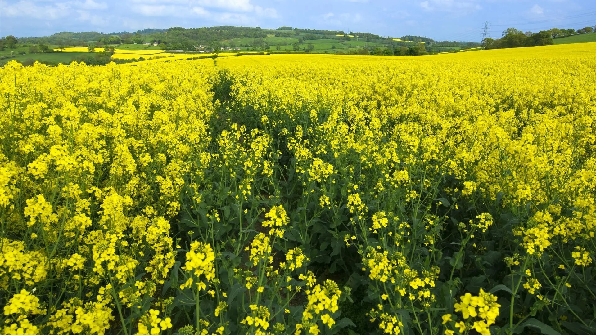 Рапс это какая культура фото Wallpaper : flowers, yellow, field, nature, trees, further 1920x1080 - goodfon -