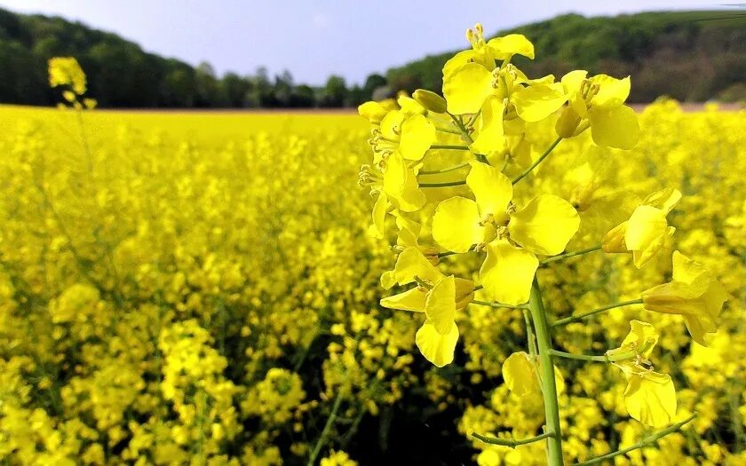 Рапс это какая культура фото Семена рапса ярового купить в Беларуси от компании Агросемсервис Плюс