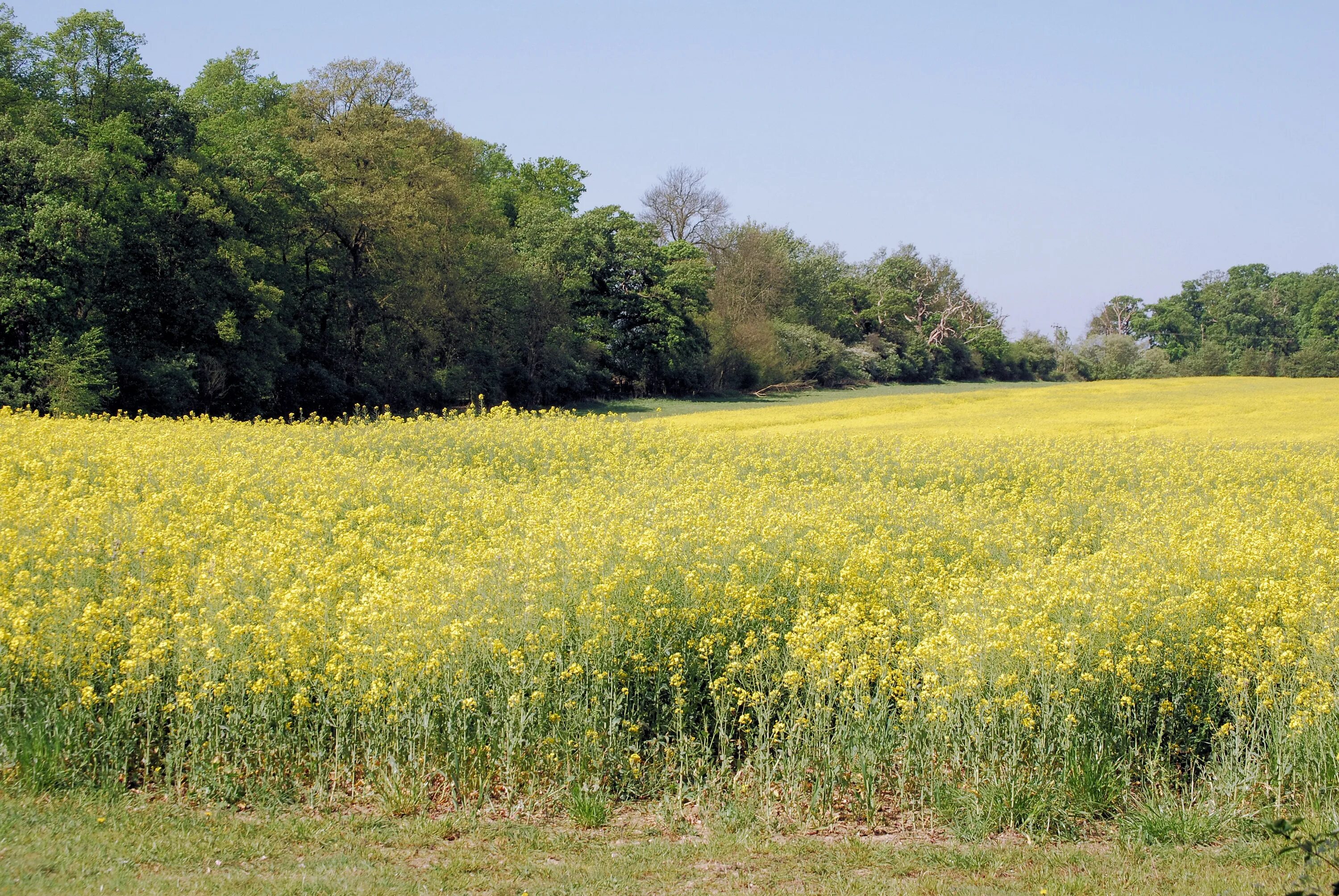 Рапс фото растения на полях Yellow rape field agricultural plant free image download