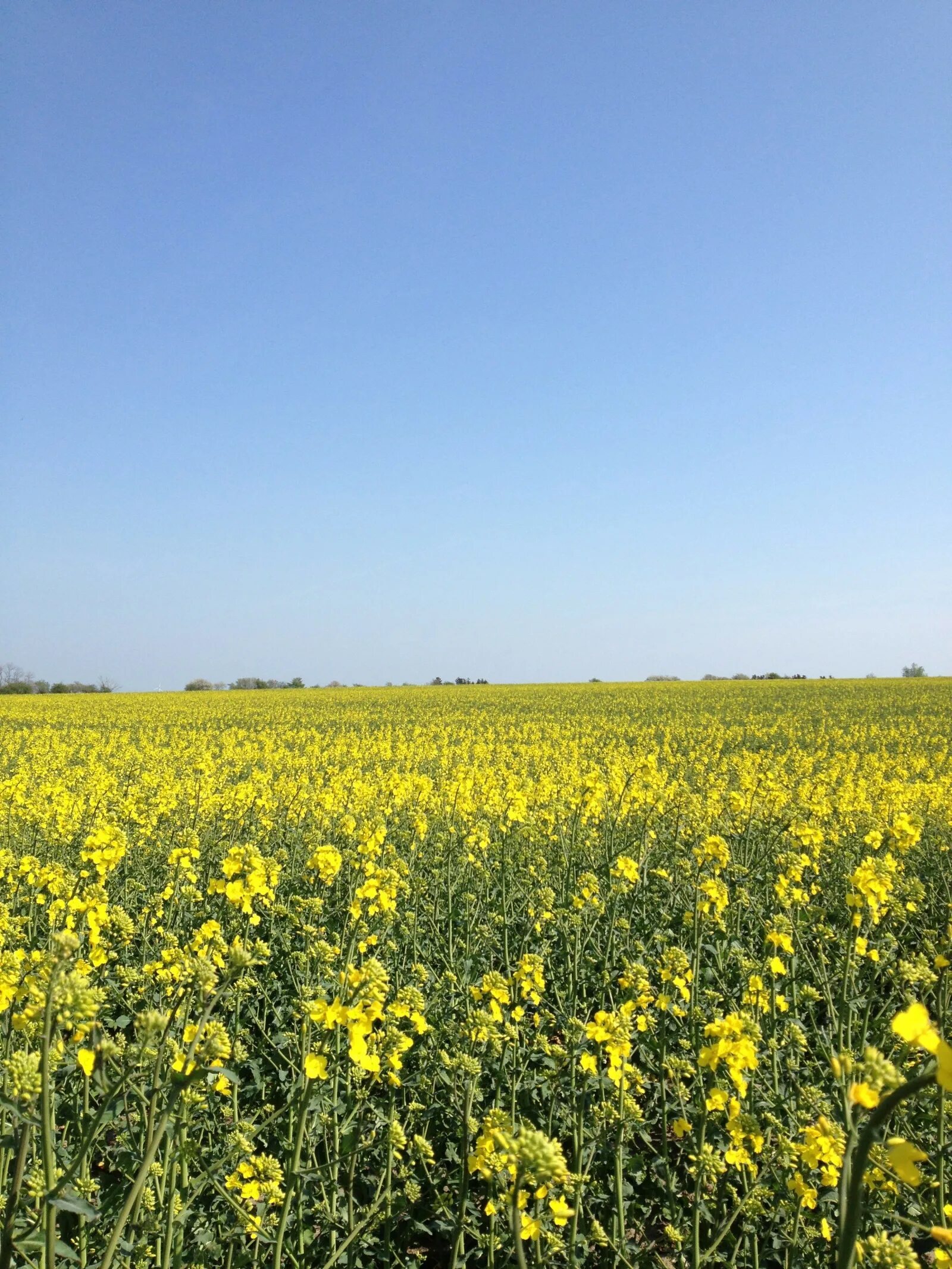 Рапс фото растения на полях Wallpaper : landscape, food, sky, field, yellow, horizon, Rapeseed, flower, gras