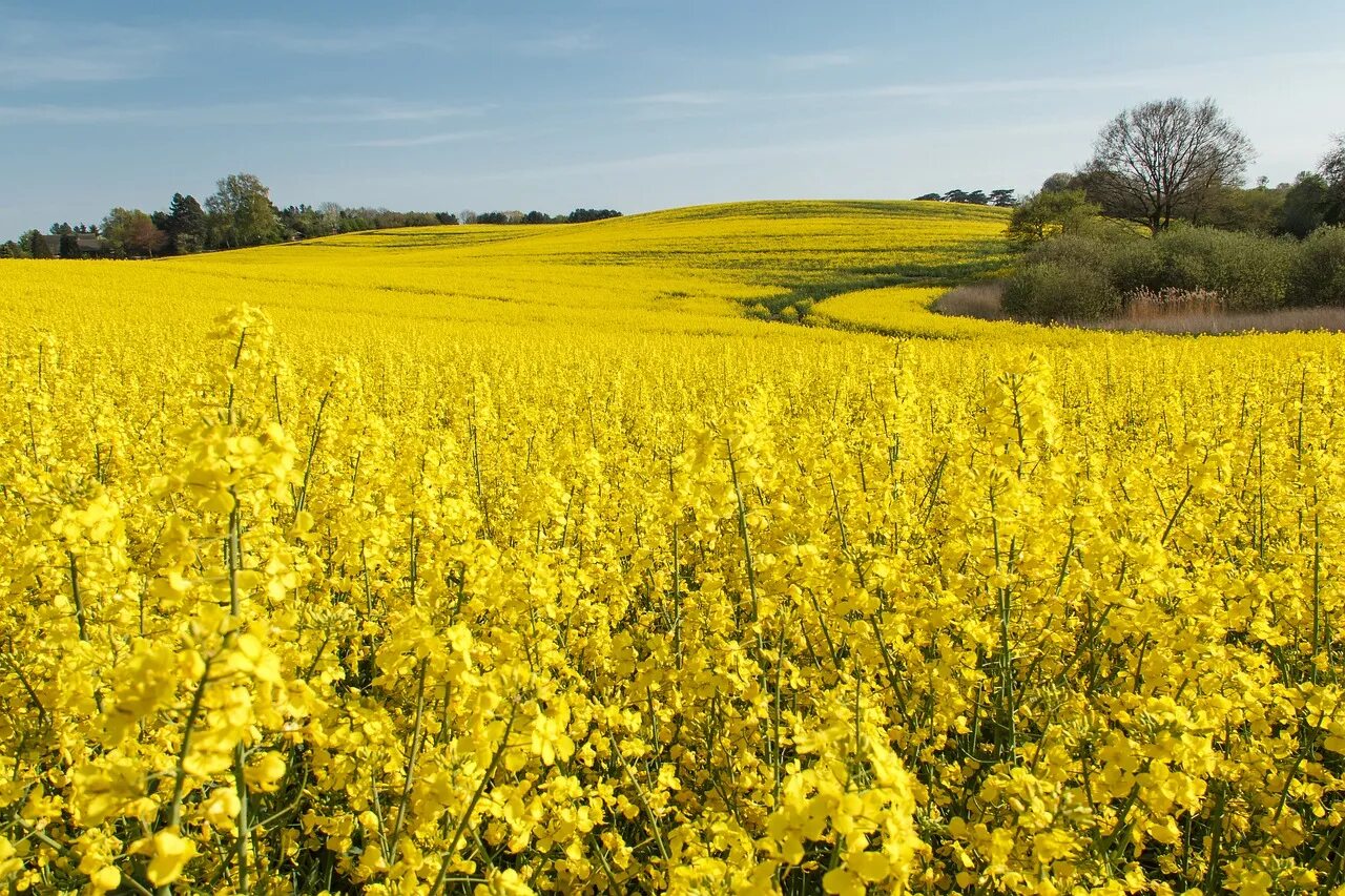 Рапс фото растения на полях время цветения KSG Agro збільшить посіви ріпаку на 22