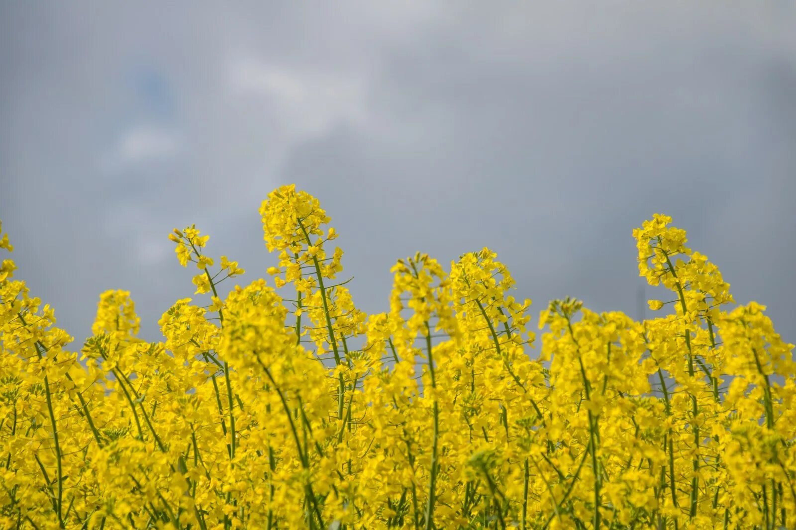 Рапс осенью фото Wallpaper : sunlight, food, sky, field, yellow, Rapeseed, tree, flower, raps, ca