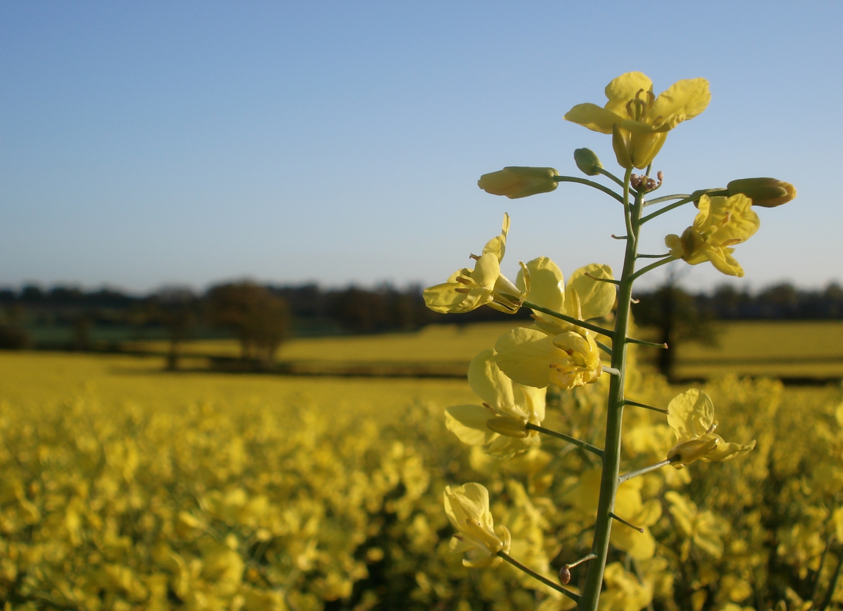 Рапс осенью фото Wallpaper : sunlight, food, sky, field, yellow, 2015, spring, Rapeseed, flower, 