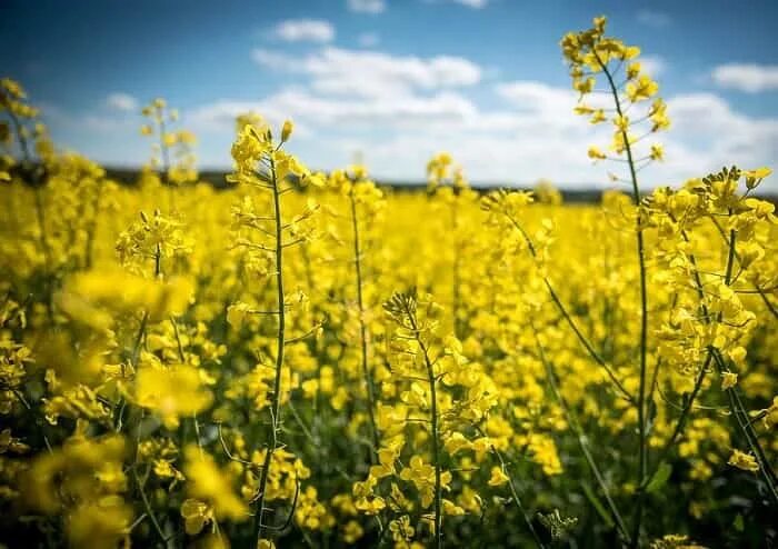 Рапс трава фото Что такое рапс и что из него делают - Fertilizer Daily