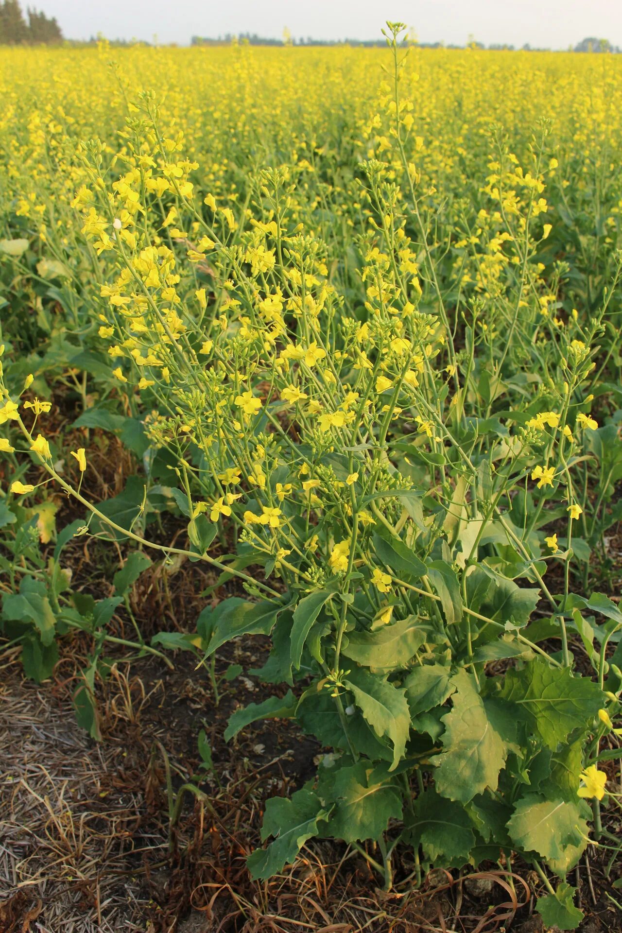 Рапс трава фото Download free photo of Canola,plant,crop,canola plant crop,free pictures - from 