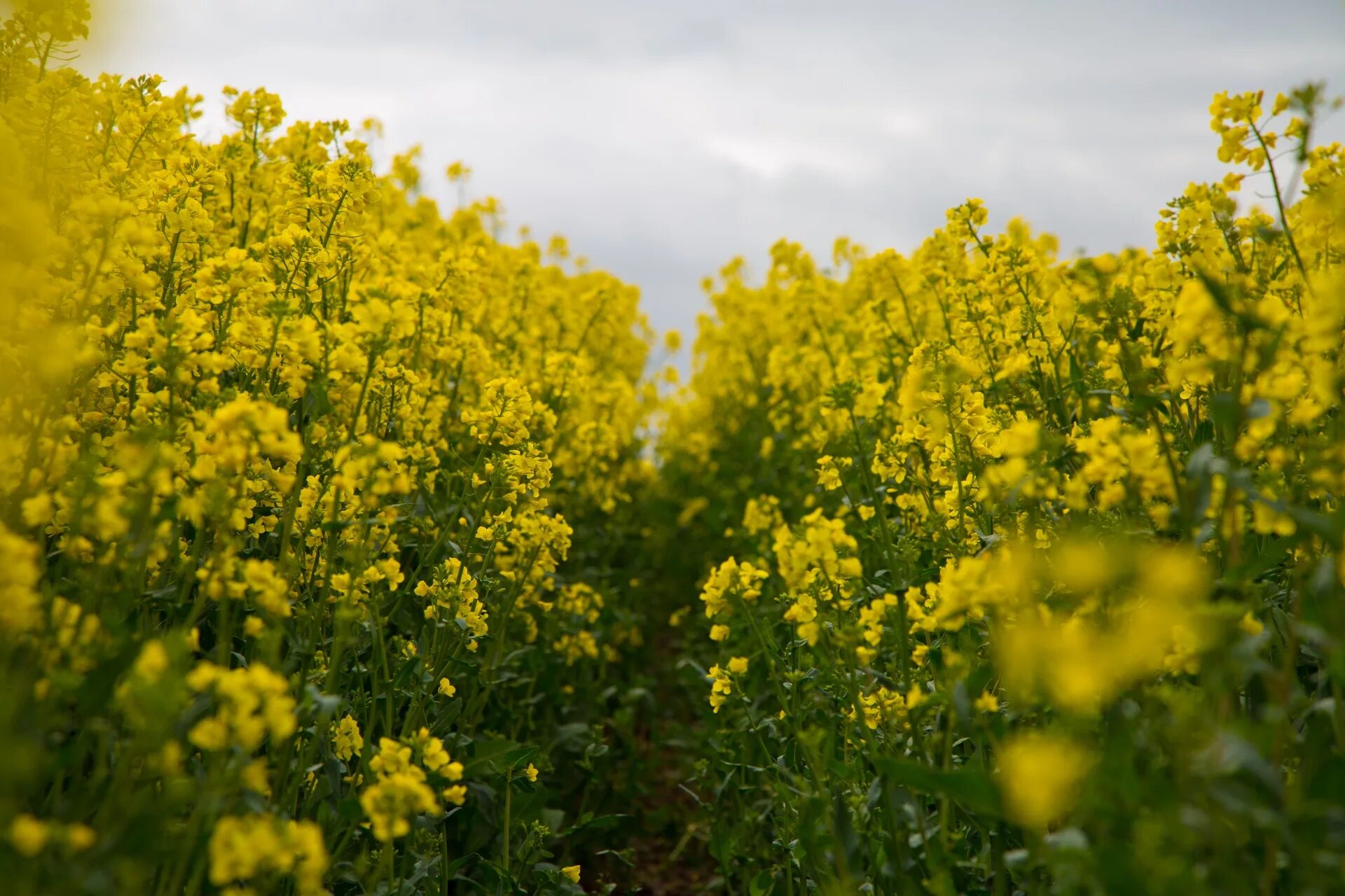 Рапс трава фото Agriculture,blooms,canola,crop,economy - free image from needpix.com