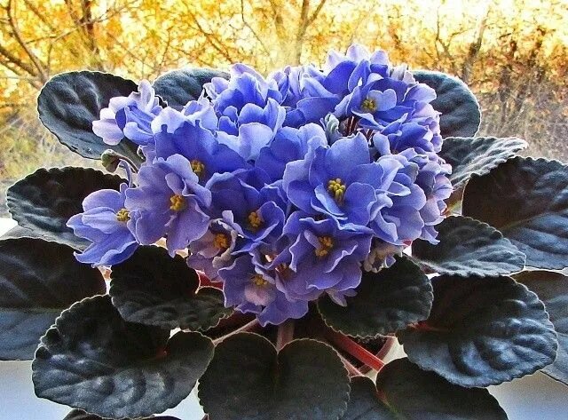 Рапсодия клементина фиалка фото My Rhapsodie Clementine in the Magic Window African violets, Blue flowers, Plant