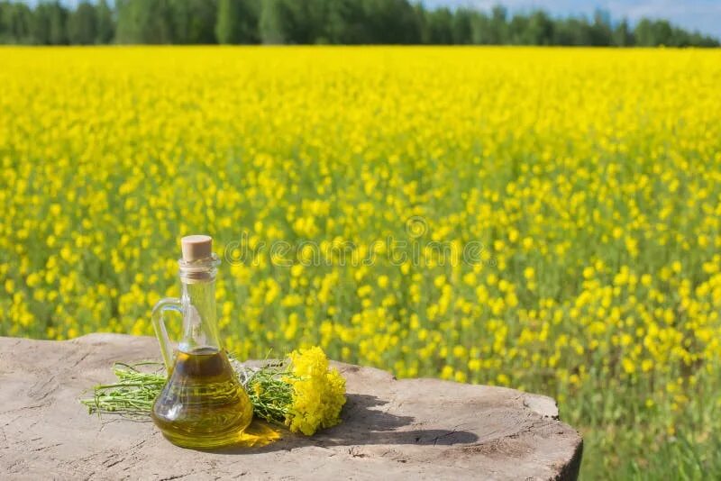 Рапсовое масло фото Масло рапса в поле рапса стоковое изображение. изображение насчитывающей стекло 