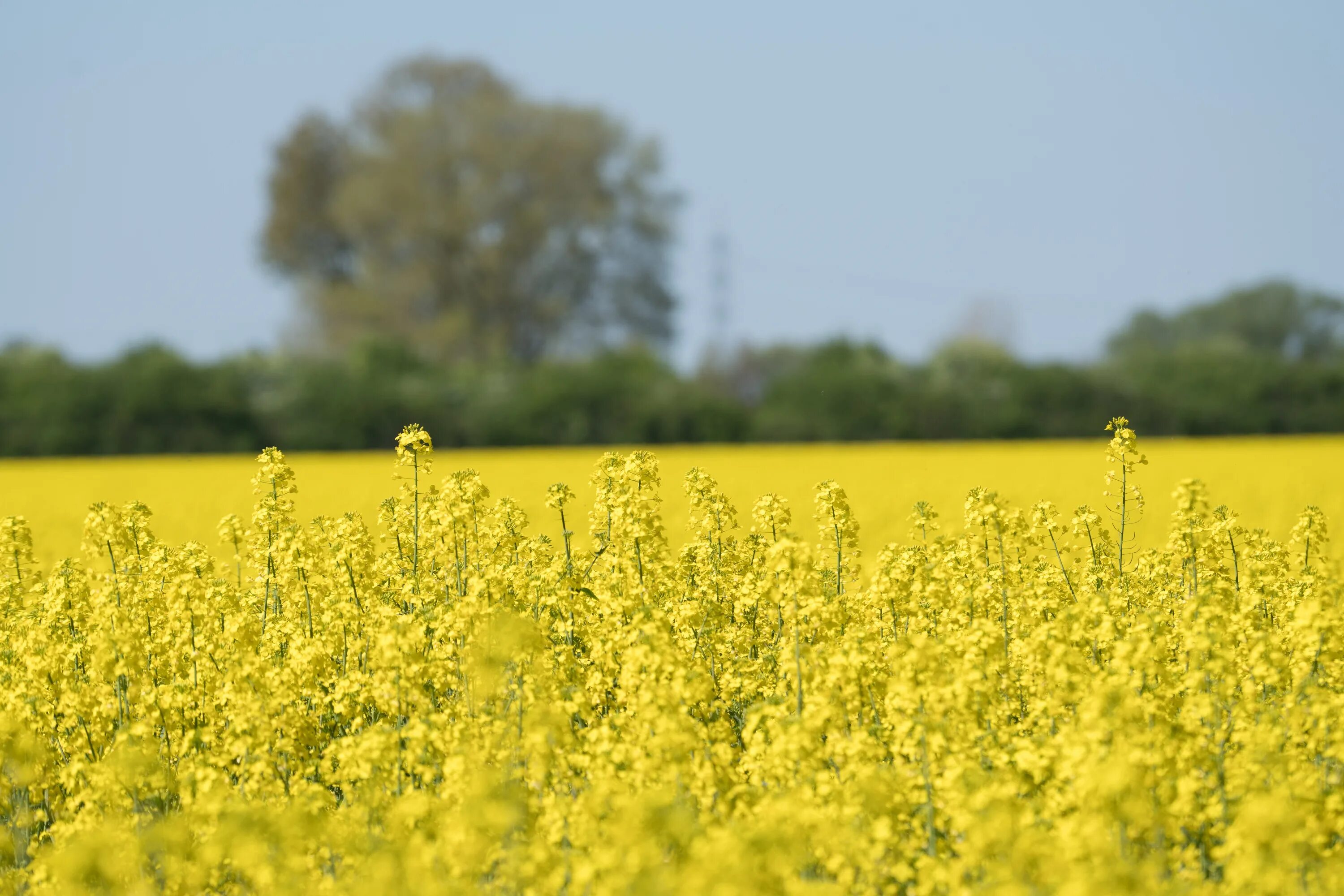 Рапсовое поле фото Bright rapeseed field on a blurred background free image download