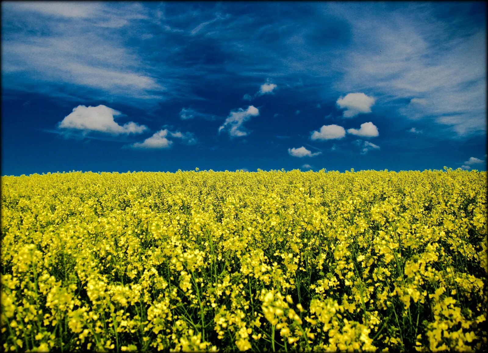 Рапсовое поле фото Wallpaper : sunlight, food, sky, field, clouds, yellow, Germany, horizon, Rapese