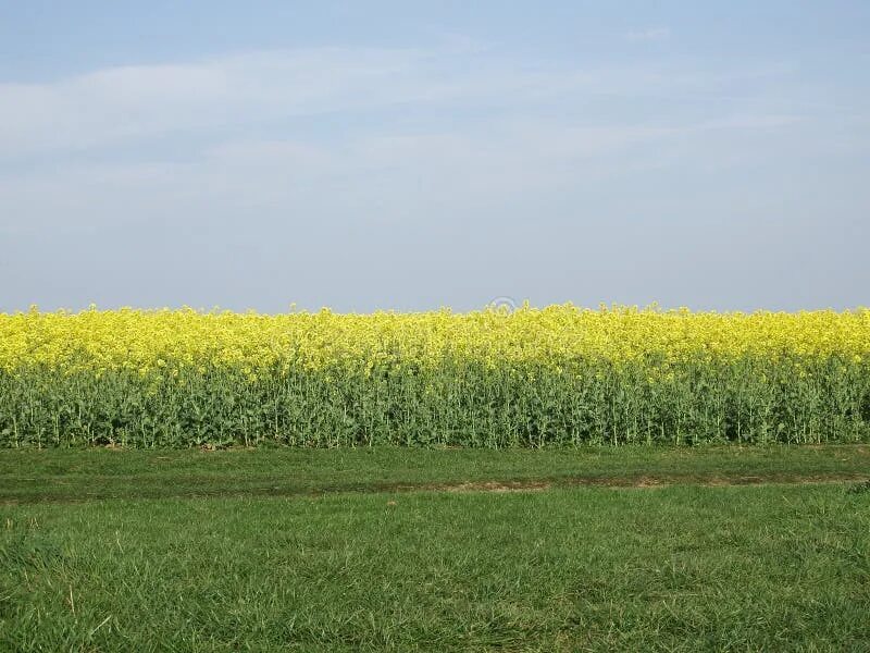 Рапсовое поле фото Field, Yellow, Rapeseed, Canola Picture. Image: 120115001