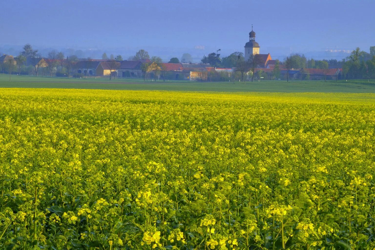 Рапсовое поле фото Geografia - Interdependência entre campo e cidade - Conexão Escola SME