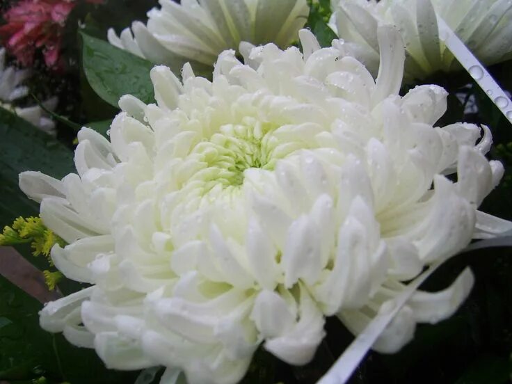 Рара хризантема фото White Chrysanthemum Free Stock Photo HD Chrysanthemum flower, White chrysanthemu