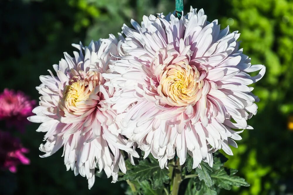 Рара хризантема фото Изящные фотографии Chrysanthemum inodorum: красота и элегантность Натуралист Фот