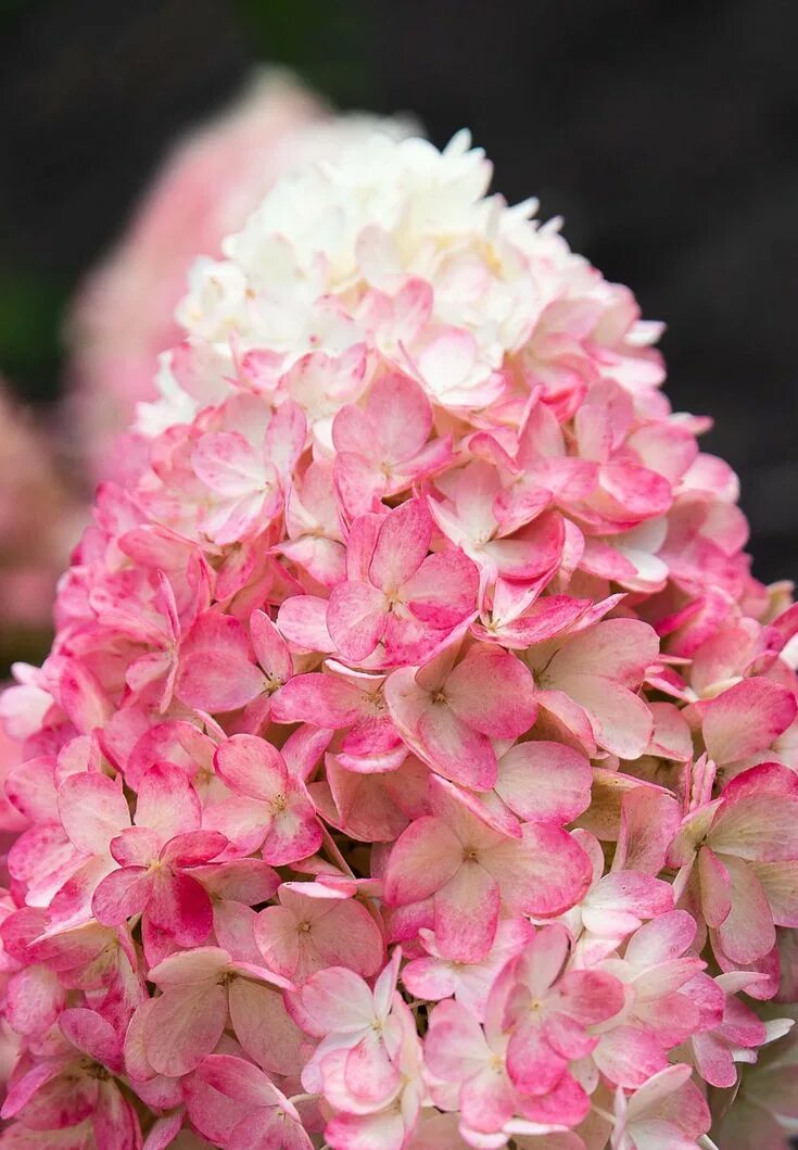 Расбери пинк гортензия описание и фото Hydrangea Living Raspberry Pink Hydrangea paniculata, Hydrangea, Prettiest hydra