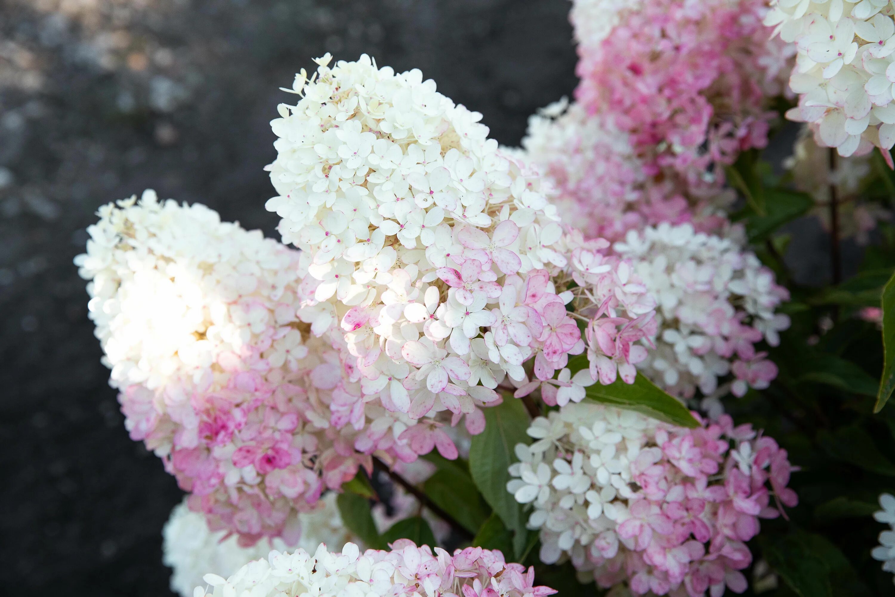 Расбери пинк гортензия описание и фото Hydrangea paniculata Living Raspberry Pink Hydrangea paniculata, Hydrangea, Gard