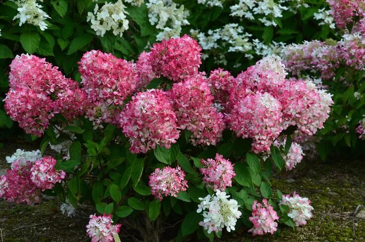 Расберри пинк гортензия метельчатая описание и фото Hydrangea Diamond Rouge. Garden Hydrangea not blooming, Hydrangea, Hydrangea pan