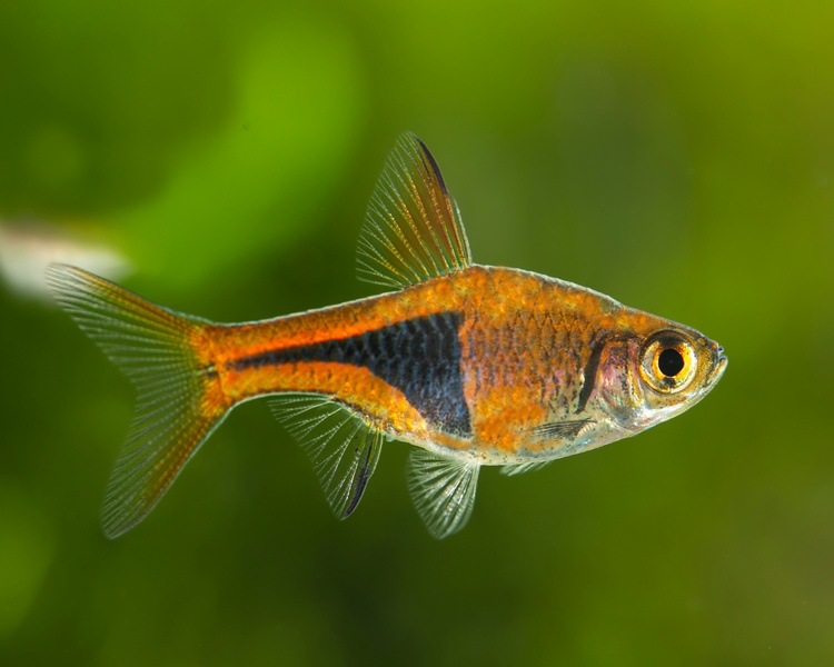 Расбора галактика аквариумная рыбка фото Расбора клинопятнистая (Rasbora heteromorpha) M (2-2,5 см) купить недорого в СПб