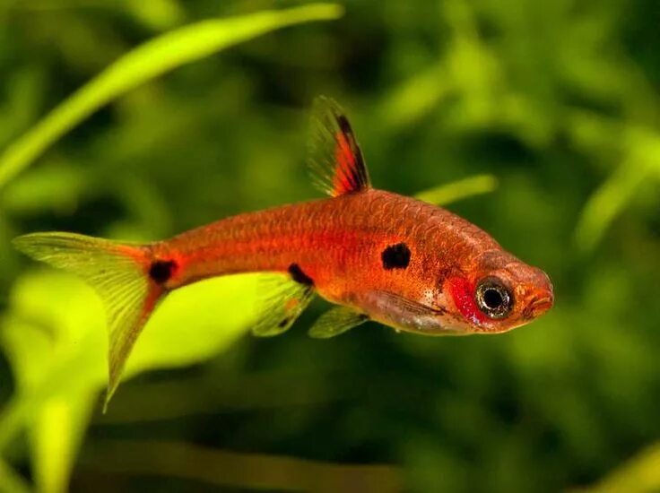 Расбора галактика аквариумная рыбка фото Nano Fish For Small Aquariums Fish pet, Aquarium fish, Freshwater aquarium fish