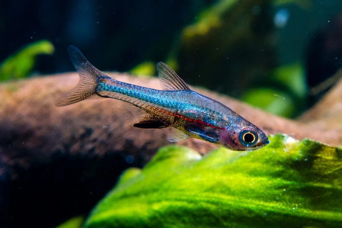 Расбора галактика аквариумная рыбка фото Фотографии рыбы Rasbora urophthalmoides в аквариуме Другие животные nadezhda-kar