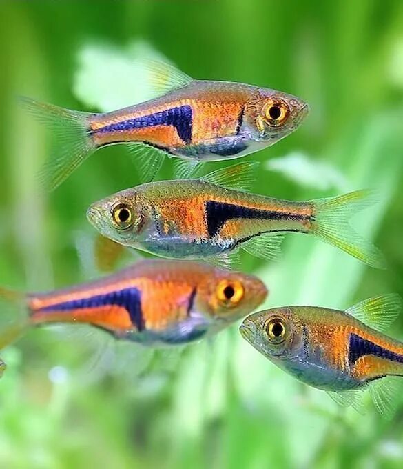 Расбора галактика аквариумная рыбка фото Harlequin rasboras Tropical fish tanks, Tropical fish aquarium, Aquarium fish