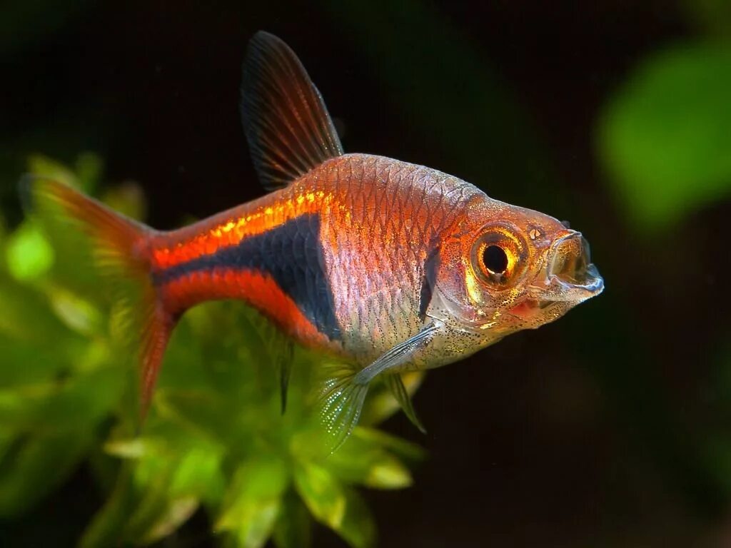 Расбора клинопятнистая аквариумная рыбка фото Harlequin rasbora 2 Aquarium fish, Tropical fish aquarium, Freshwater fish