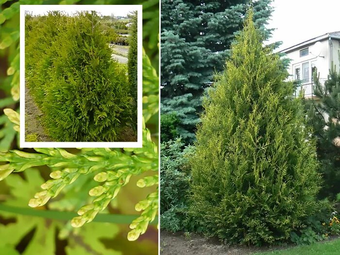 Раскидистая туя название и фото Туя западная/Thuja occidentalis - Туя /Thuja - Садовый центр ЛЕТО