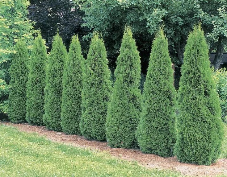 Раскидистая туя название и фото Nosy Neighbors? Plant Some Privacy With These Fast-Growing Shrubs Landscaping sh