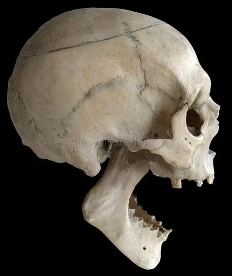 Раскололся череп фото 10 популярных идей на тему "skull from the side" для вдохновения