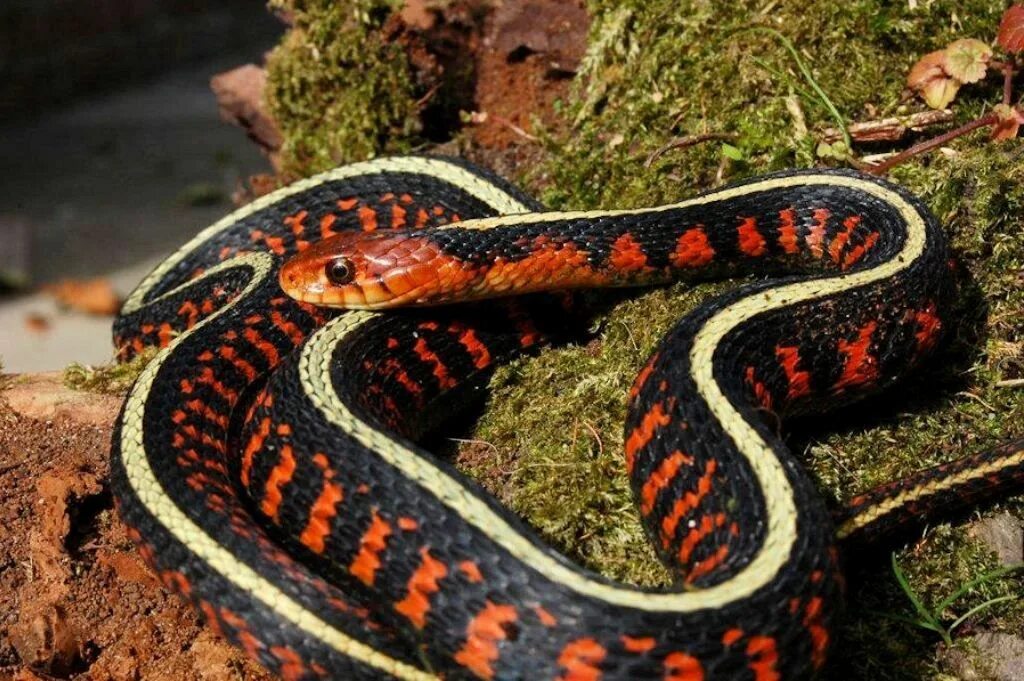 Раскрас змеи фото Thamnophis sirtalis parietalis Reptilien, Schlangen