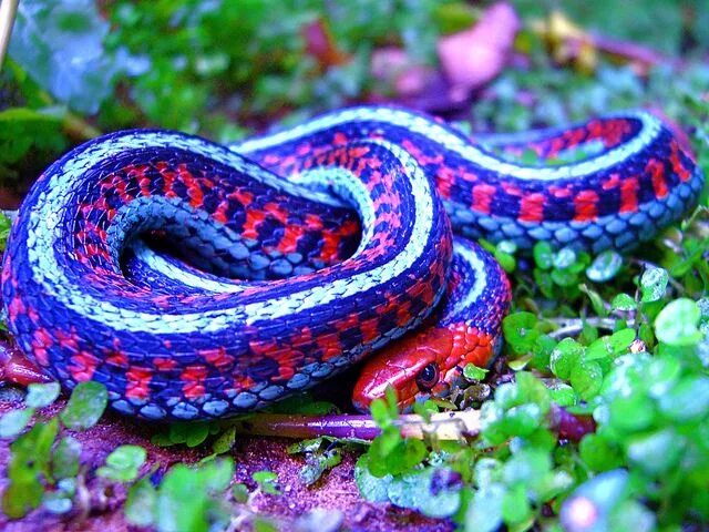 Раскрас змеи фото Thamnophis sirtalis infernalis; California Red-sided Garter Snake Colorful snake