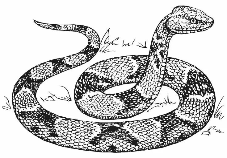 Раскрас змеи фото Free Printable Snake Coloring Pages For Kids Snake coloring pages, Snake drawing