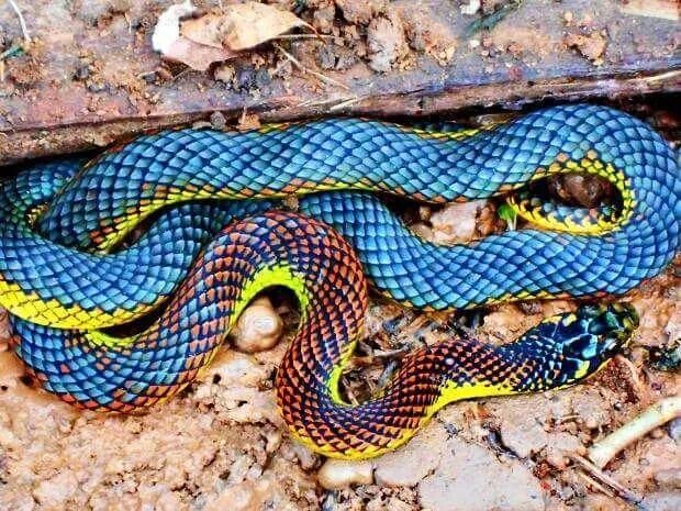 Раскрас змеи фото 13 Beautiful and Colorful Small Snake Pets Colorful snakes, Beautiful creatures,