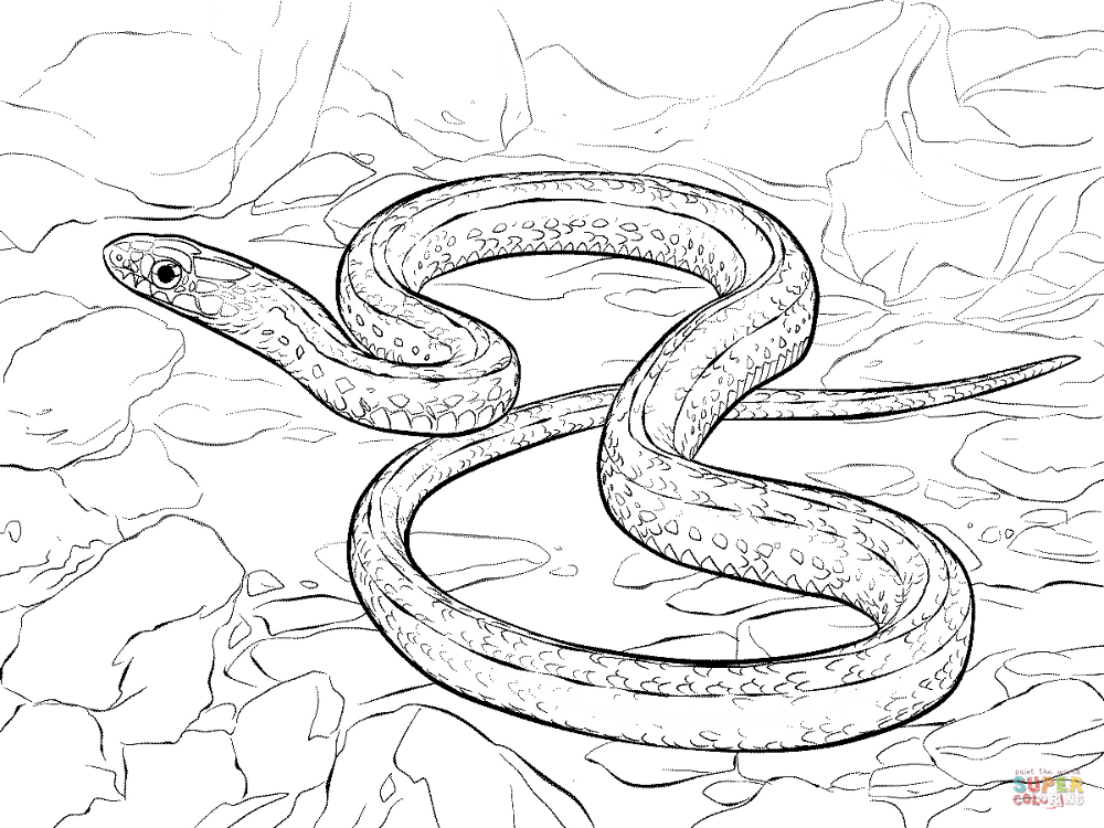 Раскрас змеи фото Plains Garter Snake Super Coloring Snake coloring pages, Super coloring pages, C