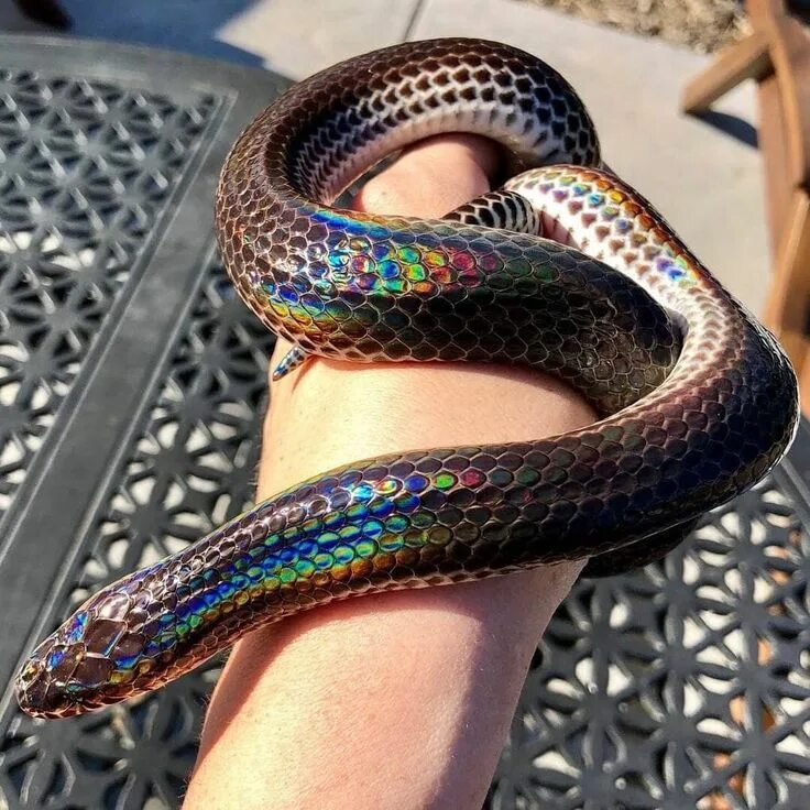 Раскрас змеи фото Лучистая змея - уроженец Юго-Восточной Азии Pet snake, Rainbow snake, Snake