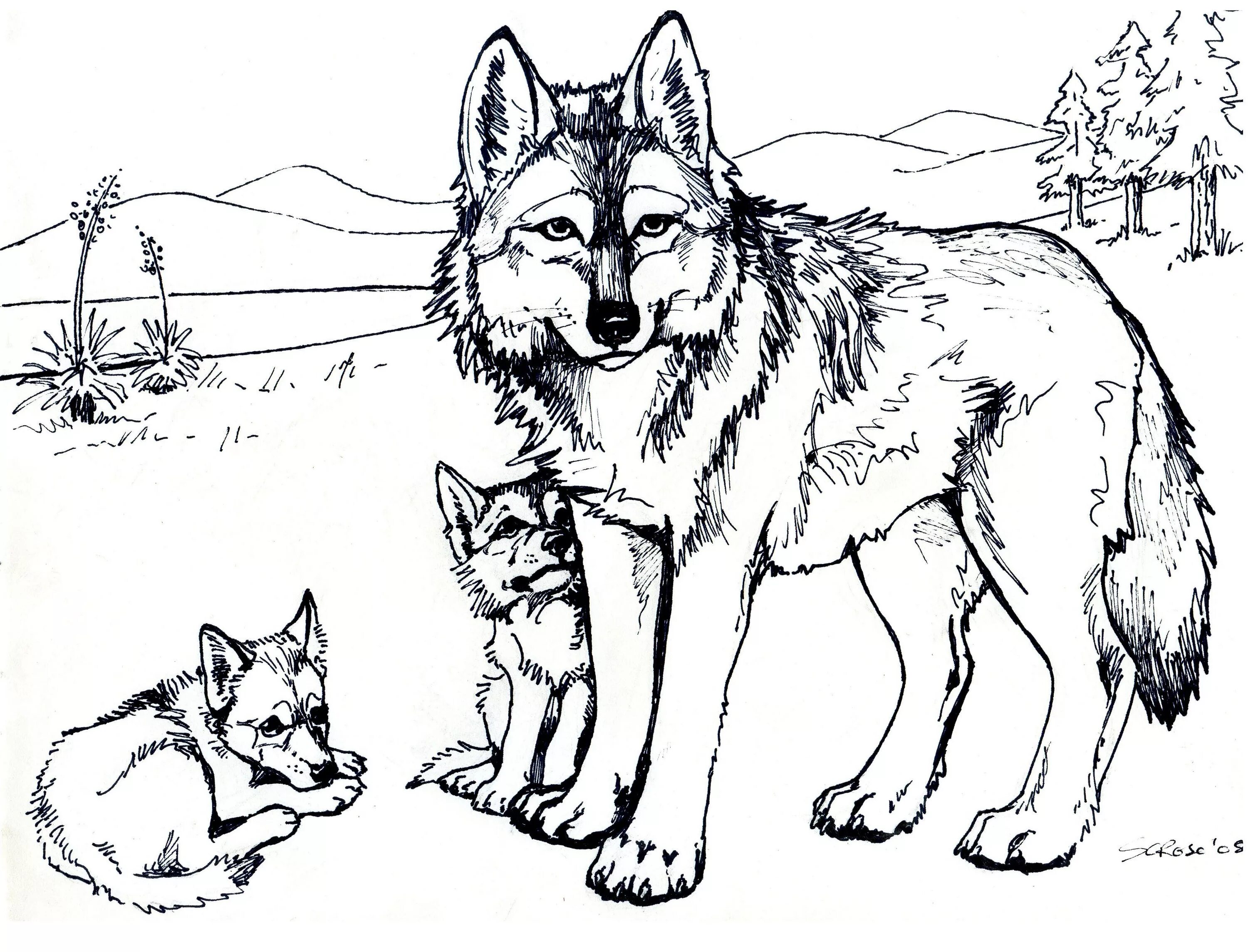 Раскрасить фото волка онлайн Printable Free Wolf Coloring Pages For Adults Puppy coloring pages, Animal color